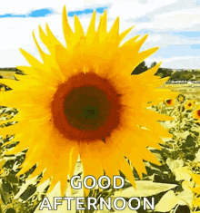 Good Afternoon Greetings GIF - Good Afternoon Greetings Flowers GIFs