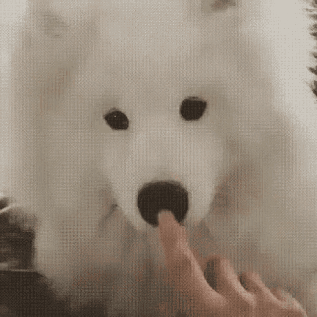Boop GIF - Boop - Discover & Share GIFs