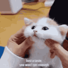 Just A Taste You Wont Get Enough GIF - Just A Taste You Wont Get Enough GIFs