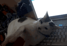 Colleja Cats GIF - Colleja Cats GIFs