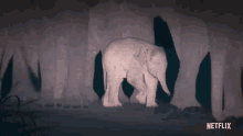 elephant baby elephant cute wild animal night vision
