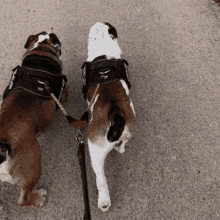 bulldog british bulldog dog dogs squisy
