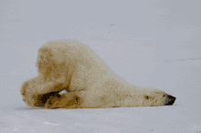 Polar Bears Undecided GIF - Polar Bears Undecided Decisions GIFs