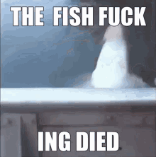Fish Fish Died GIF - Fish Fish Died Fish Fuck GIFs