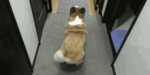 강아지 엉덩이 씰룩씰룩 흔들 꼬리 행복 GIF - Dog Wiggle Tail GIFs