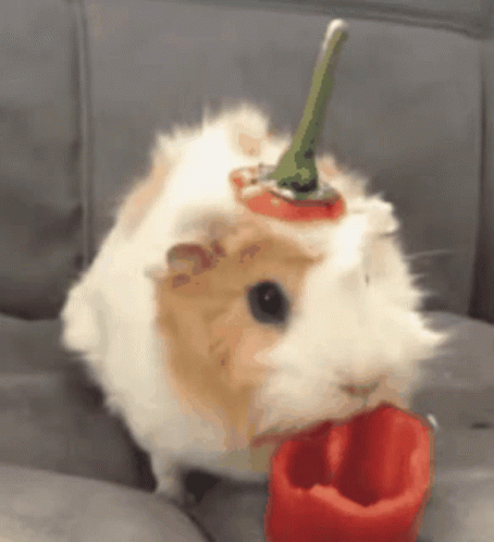 guinea pig eating