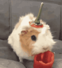 Time To Eat Guinea Pig GIF - Time To Eat Guinea Pig Cute GIFs