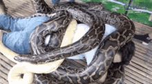 Snake Cuddles GIF - Python Snake Snake Pile GIFs