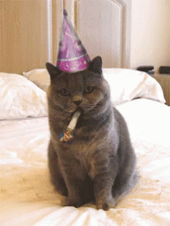 Mrkající šedá kočka s papírovou frkačkou a narozeninovou čepicí. 