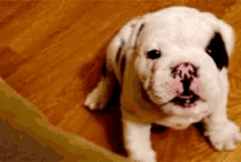 Bulldog Puppy GIFs | Tenor