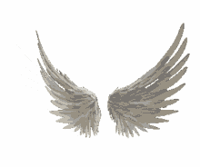 kate wings fly white angel wings