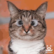 Cats Eyes GIF - Cats Eyes Funny GIFs