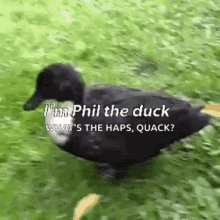 Duck Phil The Duck GIF - Duck Phil The Duck Hello GIFs