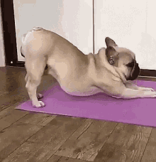 yoga pug stretch