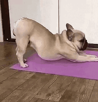 Yoga Pug GIF - Yoga Pug Stretch GIFs