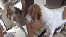 Who Is The Handsome Dog? GIF - Dog Mirror Reflection GIFs