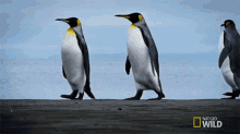 Tall Penguins World Penguin Day GIF - Tall Penguins World Penguin Day Penguinpalooza GIFs