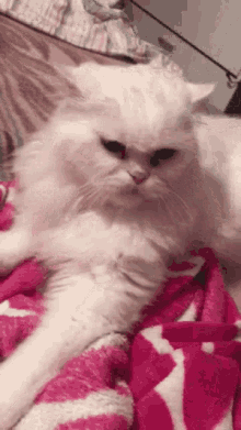 Go Away Angry Cat GIF - Go Away Angry Cat Kitten GIFs