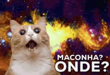 Maconha? Onde? Gato Doidão / Chapei / Chapado / Chapou GIF - Weed Cat Stoned GIFs