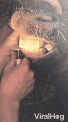 Teeth Grinding Viralhog GIF - Teeth Grinding Viralhog Horse GIFs
