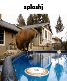 Sploshj Capybara GIF - Sploshj Capybara GIFs