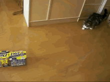 A Cat And His Boxes. Still A Better Love Story Than Twilight GIF - Cat Cute Music GIFs
