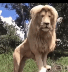 Lion Blonde2 GIF - Lion Blonde2 Lion King GIFs