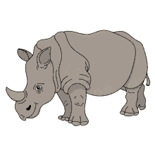 rhinoceros javan rhinoceros