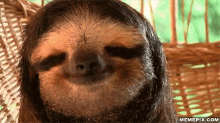 Smiline Sloth Happy Sloth GIF - Smiline Sloth Happy Sloth Funny Animals GIFs