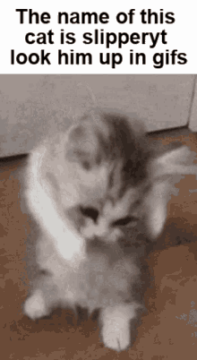 Slipperyt Cat GIF - Slipperyt Cat Cute GIFs