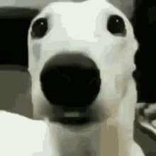 Perro Asustado Perro GIF - Perro Asustado Perro Asustado GIFs