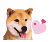 Shiba Dog GIF - Shiba Dog Doge GIFs