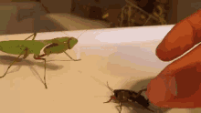 Bugs Preying Mantis GIF - Bugs Preying Mantis Eating GIFs