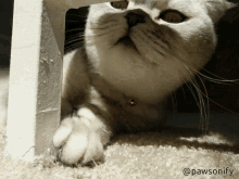 Scottish Fold Cute Cat GIF - Scottish Fold Cute Cat Cat Sniff GIFs