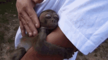 Pets, Please GIF - Monkey Monkeys Baby GIFs