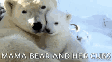 Love Animals GIF - Love Animals Polar Bears GIFs