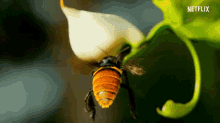 Bee Nectar GIF - Bee Nectar Flying GIFs