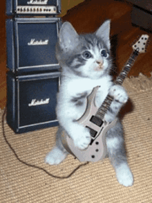 Cat Guitar GIF - Cat Guitar Playing GIFs