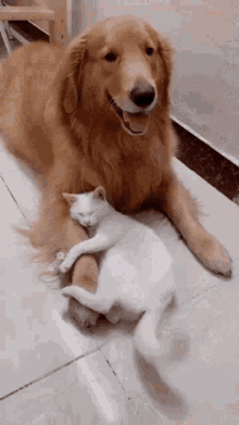 Cat Dog GIF - Cat Dog White Cat GIFs