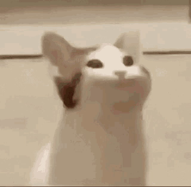 Pop Cat GIF - Pop Cat - Discover & Share GIFs