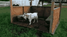 Faint Goats GIFs | Tenor