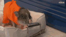 Piglet On Harmonica Piglet Playing Music GIF - Piglet On Harmonica Piglet Playing Music Cute Piglet GIFs