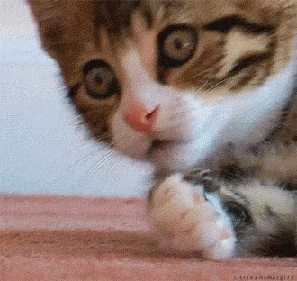 Cat Reaction GIF - Cat Reaction Oh No - Discover &amp;amp; Share GIFs