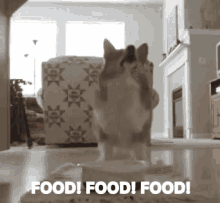 Food GIF - Dogs Food GIFs