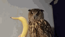yoll eagle owl yoll banana ugu uuhyyhuu