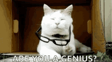 Are You A Genius Cat GIF - Are You A Genius Cat Cats GIFs