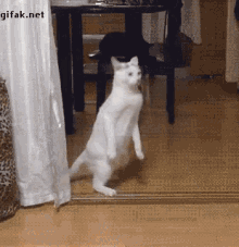 Haha Cat GIF - Haha Cat Weird GIFs