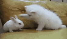 Bunny Rabbit GIF - Bunny Rabbit Kitten GIFs