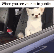 Dogs Hide GIF - Dogs Hide When You See Your Ex In Public GIFs