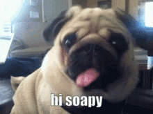 Soapy Sophie GIF - Soapy Sophie Pug GIFs